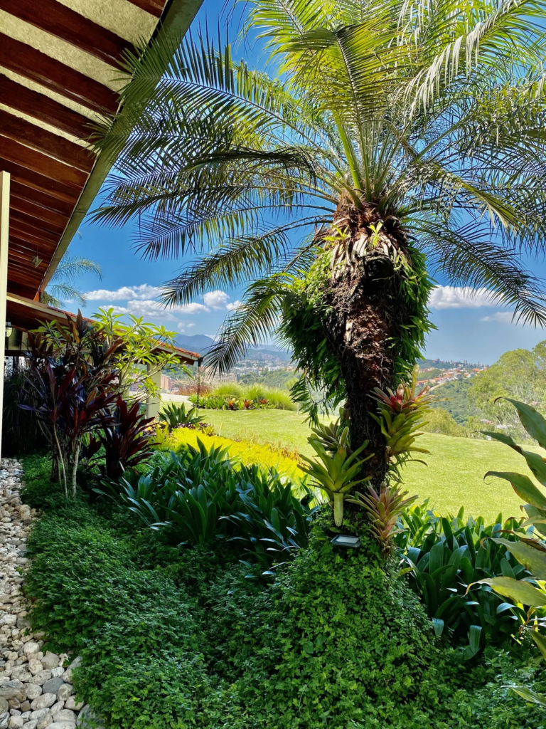 El síndrome del cemento verde: ¿Por qué le tememos a la sombra de un árbol?