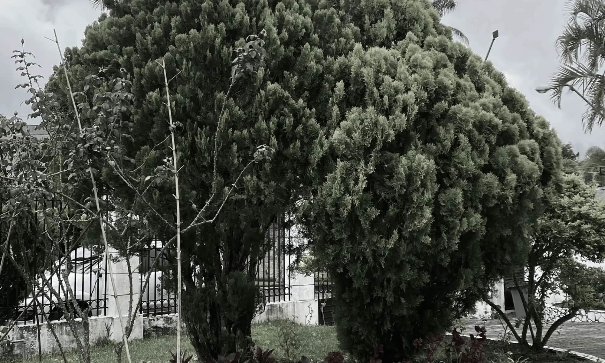 antes banner 8nuevo antes banner 8nuevo