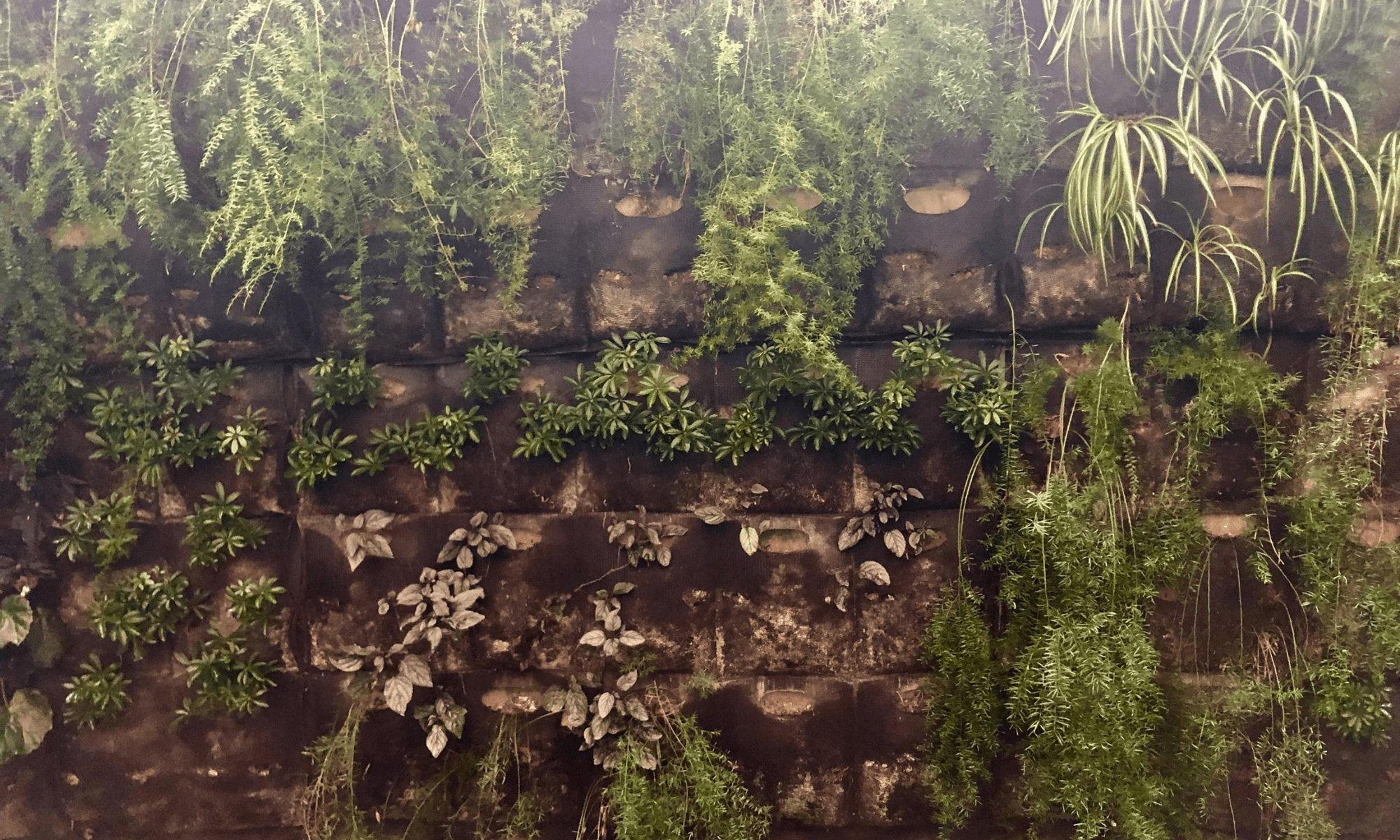 pared antes-min