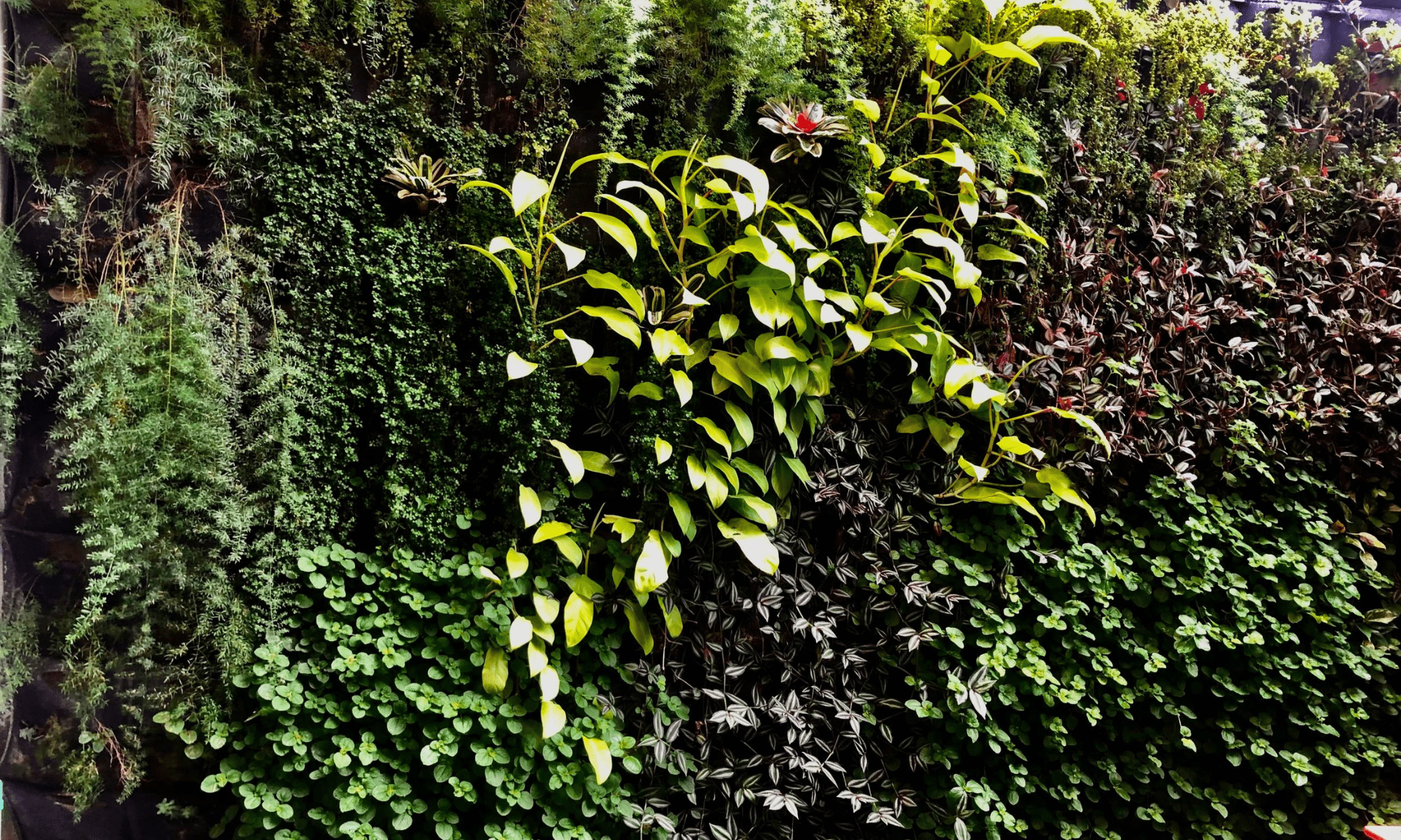 pared despues-min