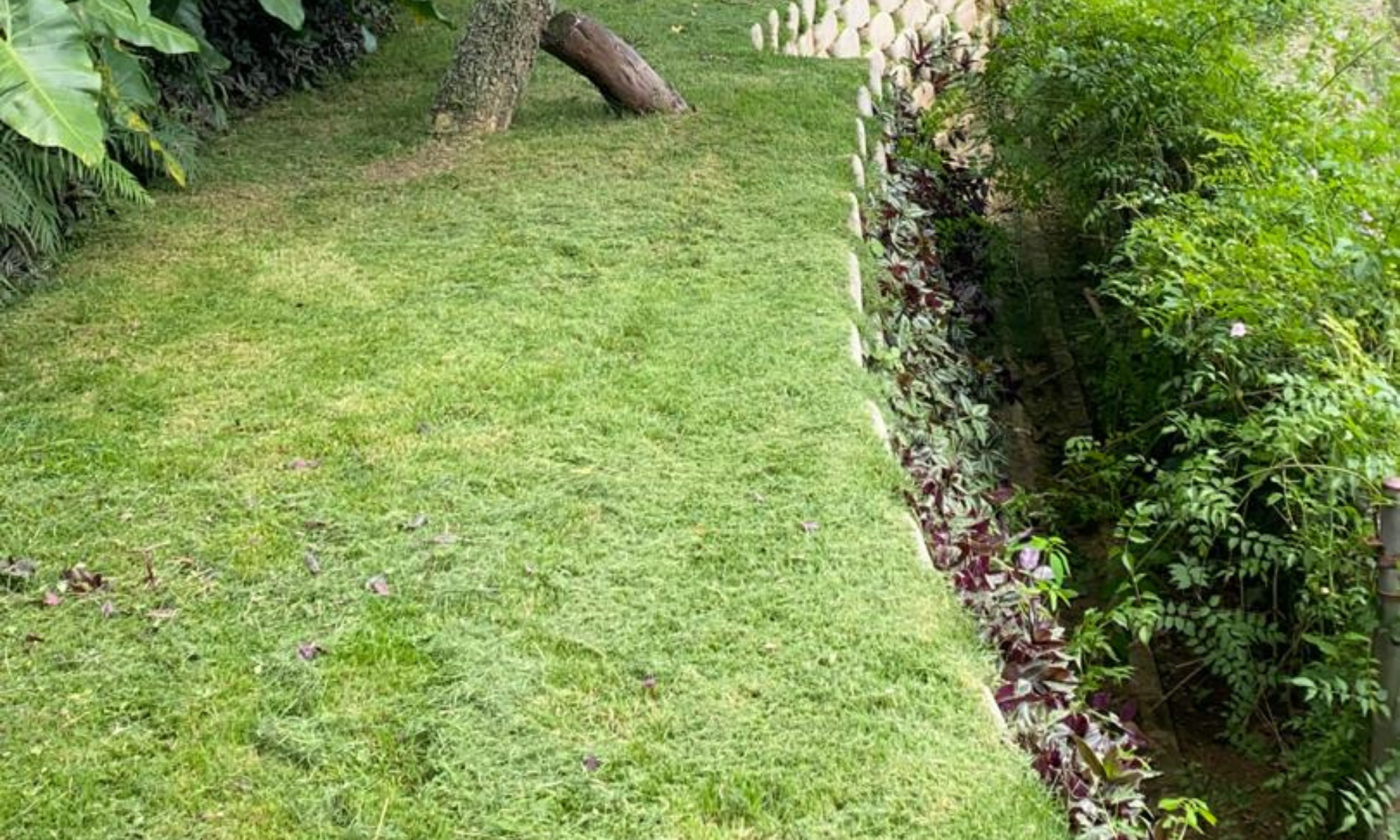 despues muro spricklegreen