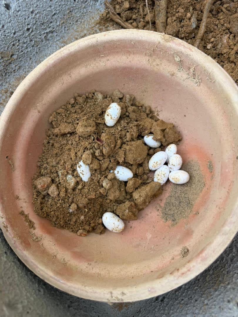 Huevos de culebra ratonera en tierra, parte del ciclo natural en el jardín