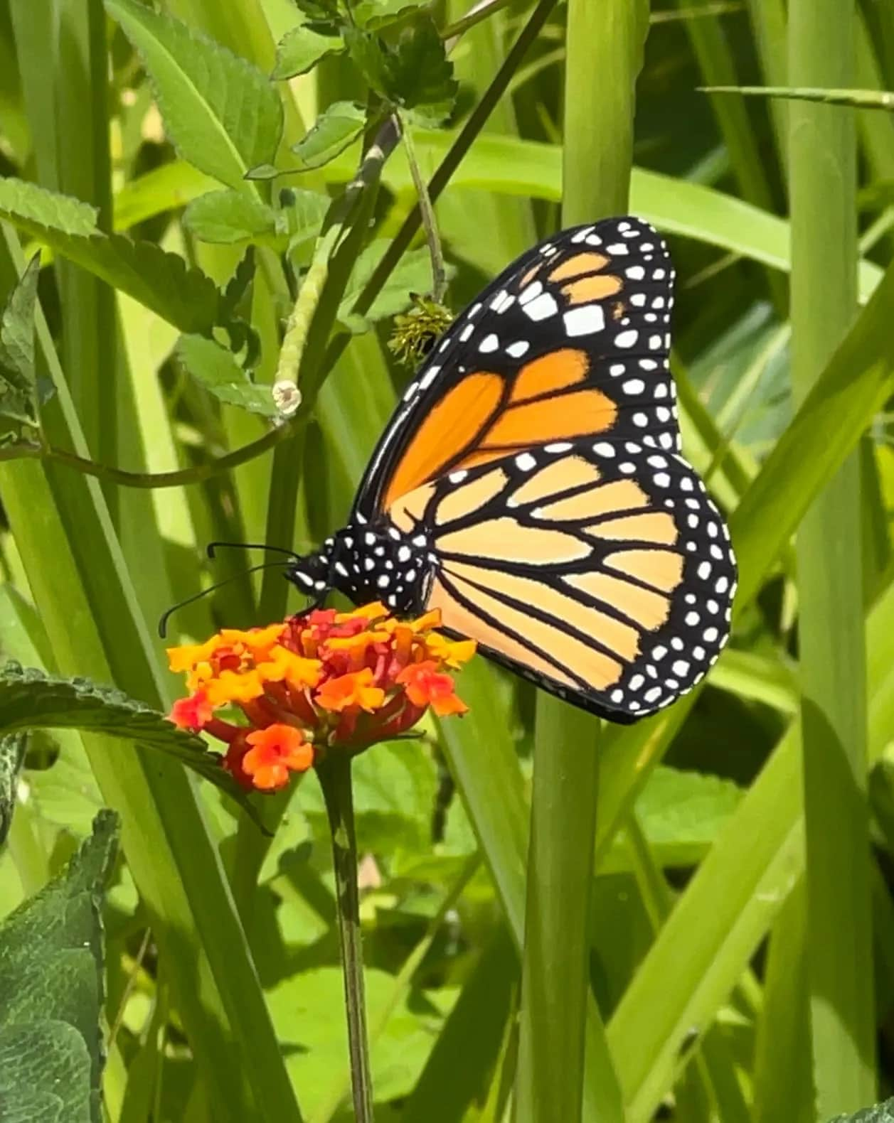 Mariposas en tu jardín: señales de un ecosistema sano y lleno de vida