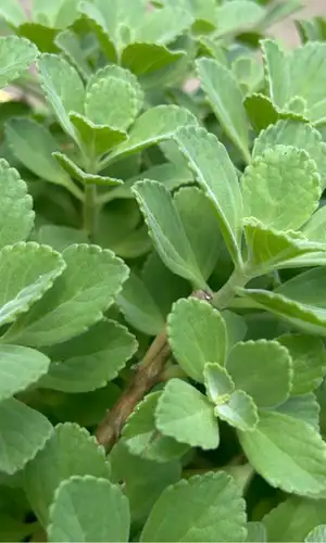 Malas hierbas o buenas amigas: la verdolaga, el diente de león y otras plantas que el jardín agradece