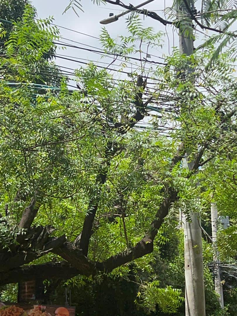 Árboles y postes de luz: no es talar, es podar con conciencia