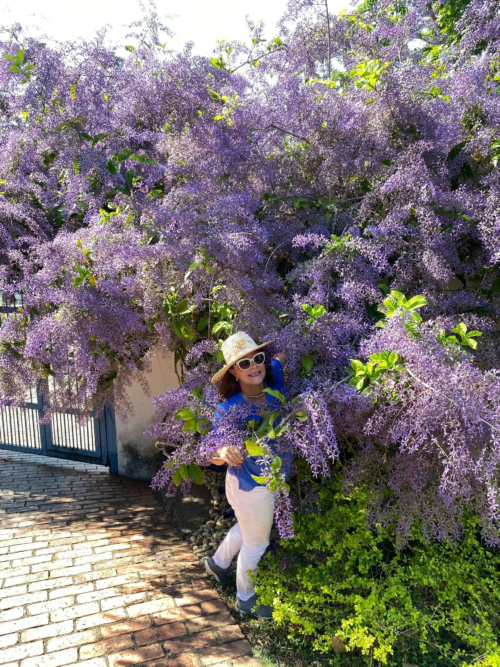 Primavera Morada en Caracas: Conoce las 15 Plantas que Pintan la Ciudad de Lila en Abril-Mayo