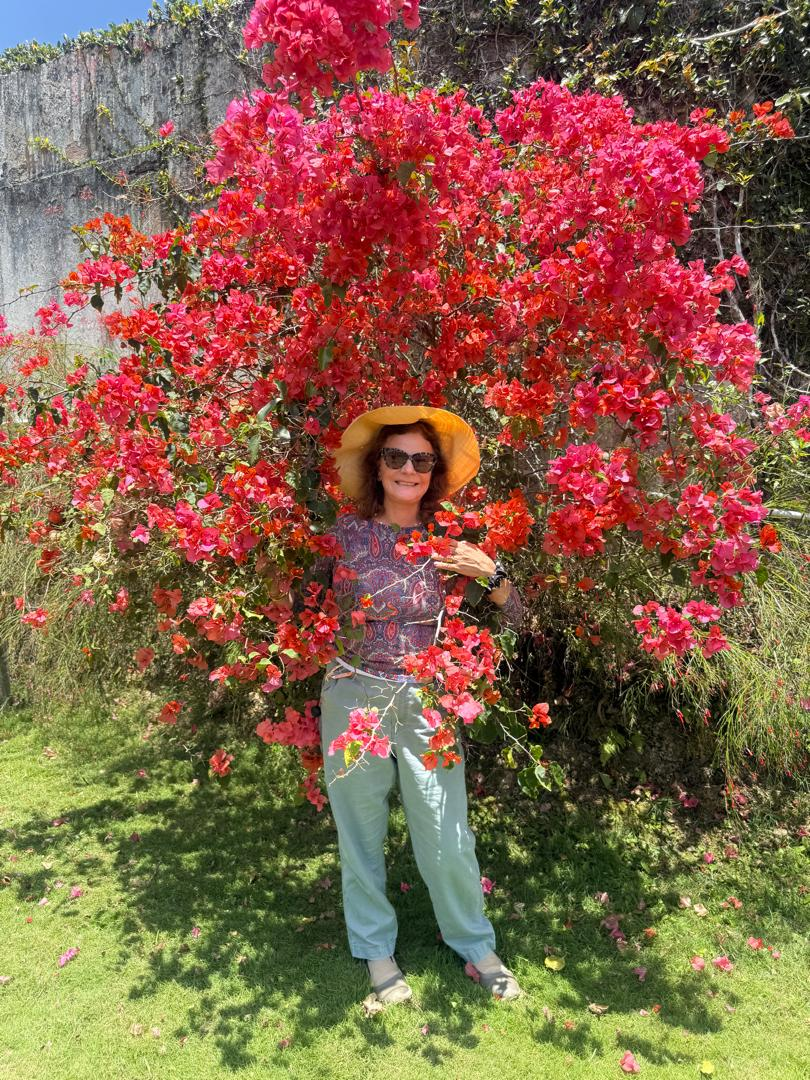 Flores rojas en Caracas: plantas que pintan la ciudad de rojo todo el año