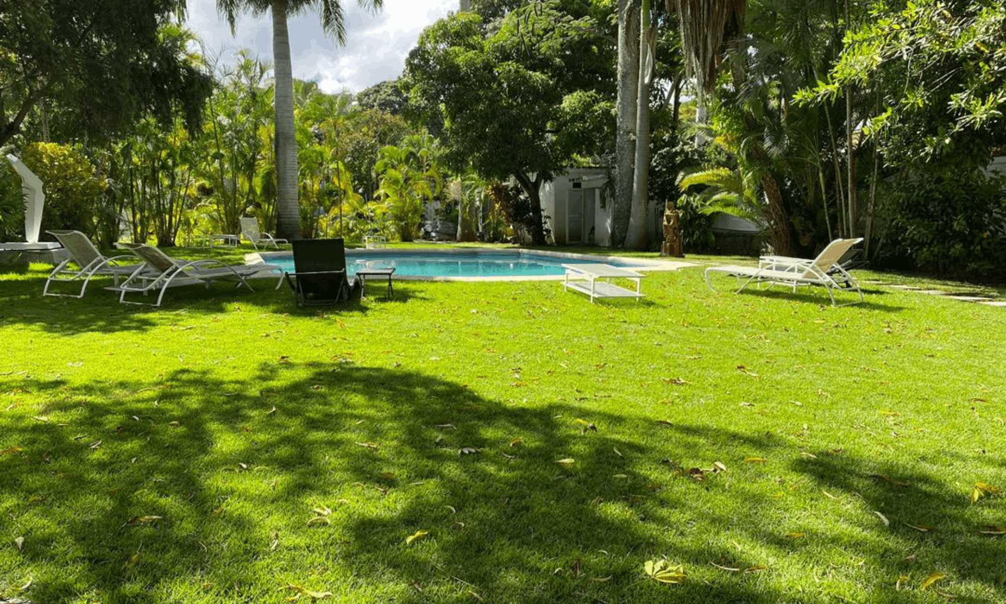 jardin afectado por raices de banbu despues