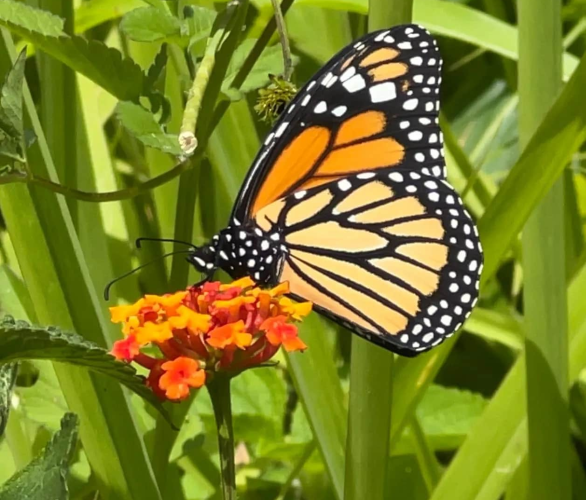 Mariposas en tu jardin - portada