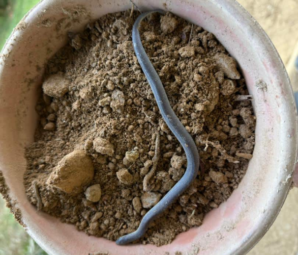 Culebra ratonera pequeña en un matero de jardín, aliada natural contra plagas